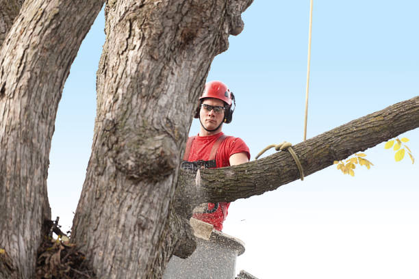 Best Tree Cabling and Bracing  in Morningside, MD